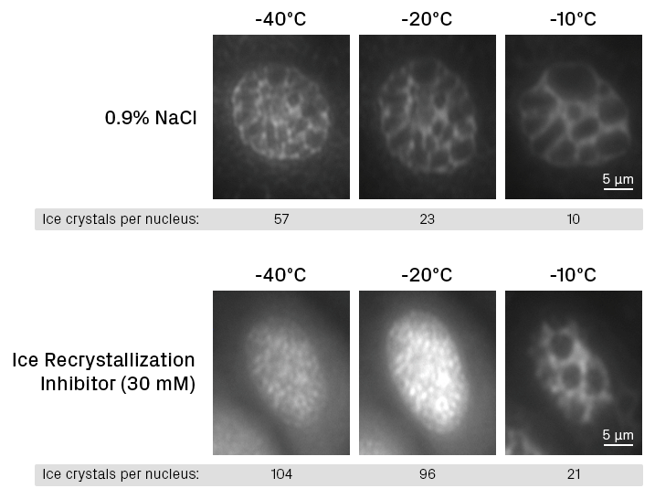 Ice crystal growth during warming in human umbilical vein