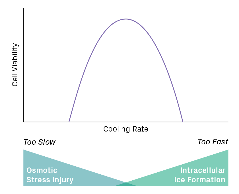 Effect of cooling rate on cell viability in an idealized example