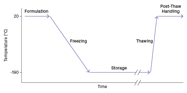 Cryopreservation process