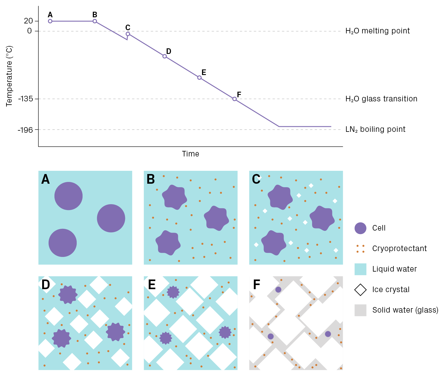 Controlled-rate cooling of a cell suspension